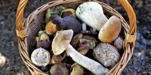 ivabalk-basket-of-mushrooms-4439653_1920.jpg
