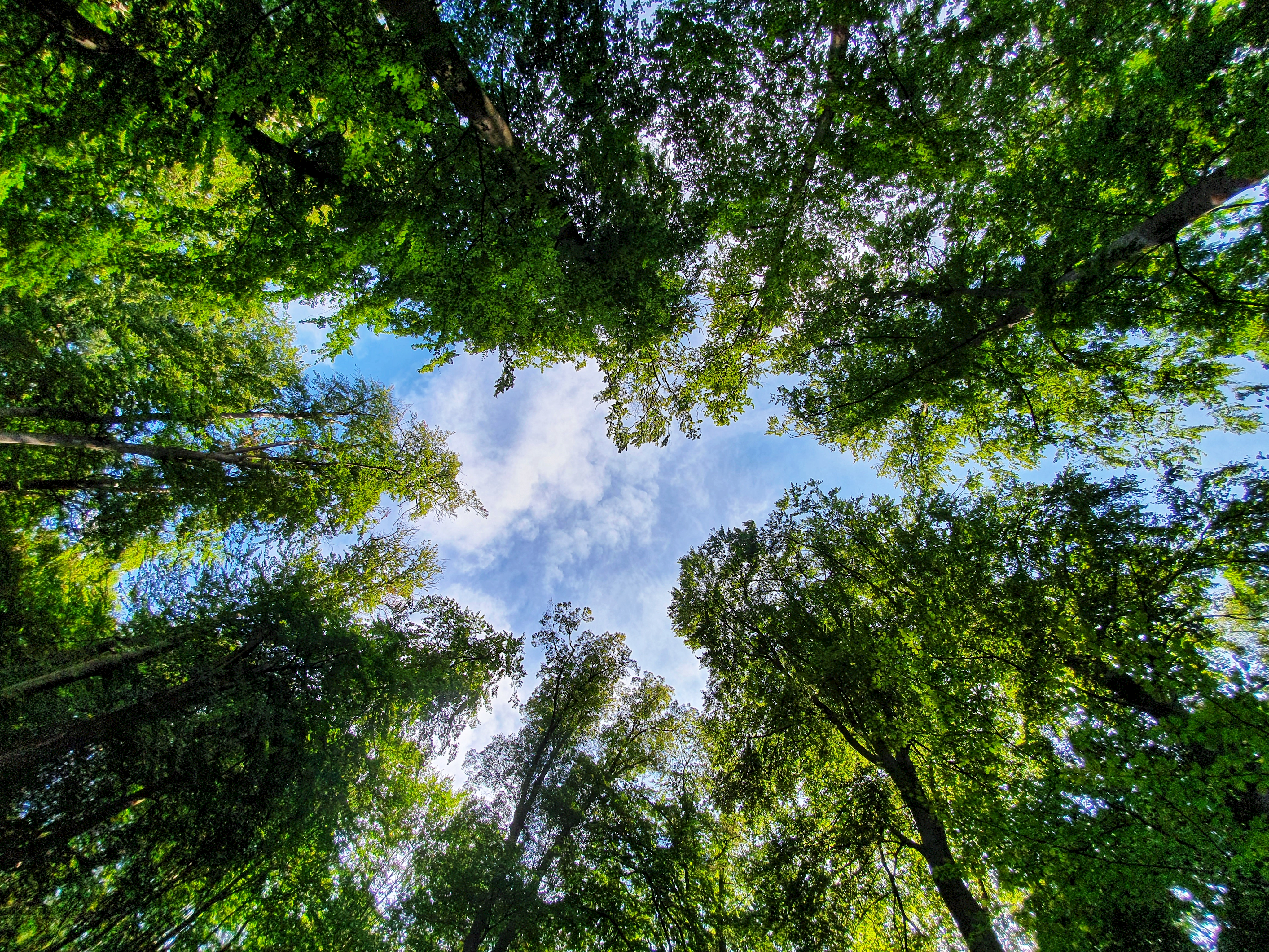 DREI AM MAIN - Wald © Martin Widenka.png (1)