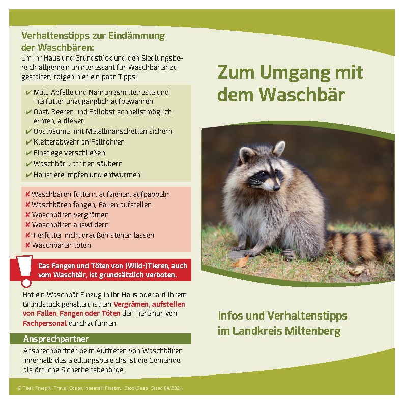 2024-04-09_Waschbär_InfoSeite1.png