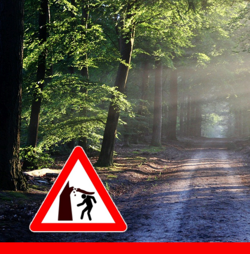VorsichtWald.PNG